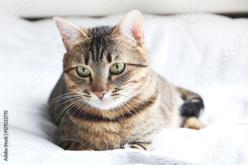Beautiful cat on the grey plaid © 5second