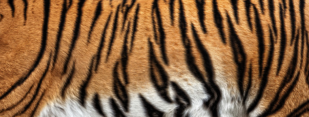 Fotobehang Tijger Tijgerhuid textuur met vacht  © Baranov