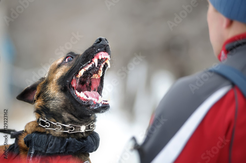 angry aggressive barking dog bites protects training