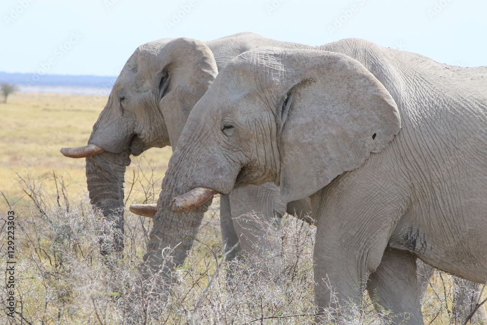 Fototapeta premium Elefanten Etosha