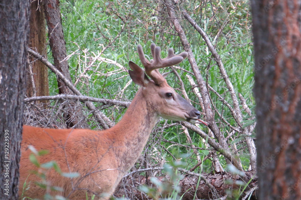 Mule deer eating pastures in the forest. Banff, Canada. Mule deer eating pastures in the forest. Banff, Canada.