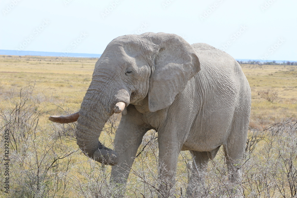 Elefant Etosha