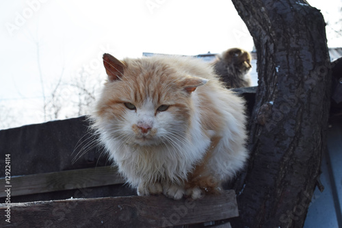 Cute homeless cat