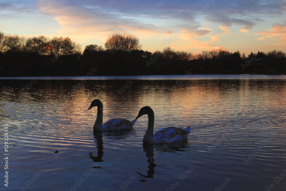 Fototapeta premium Swan lake sunset
