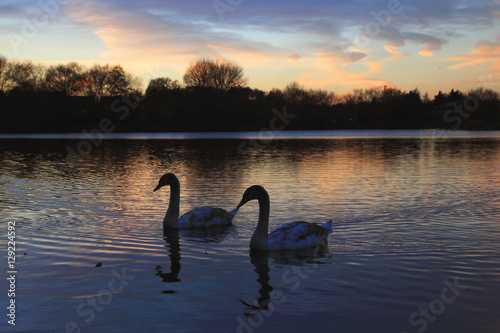 Swan lake sunset