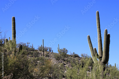 Saguaro national park in USA © Lucy 
