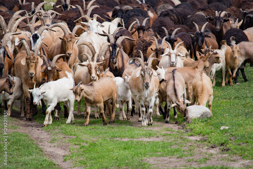 Obraz premium Large herd of goats and sheep on the green grass