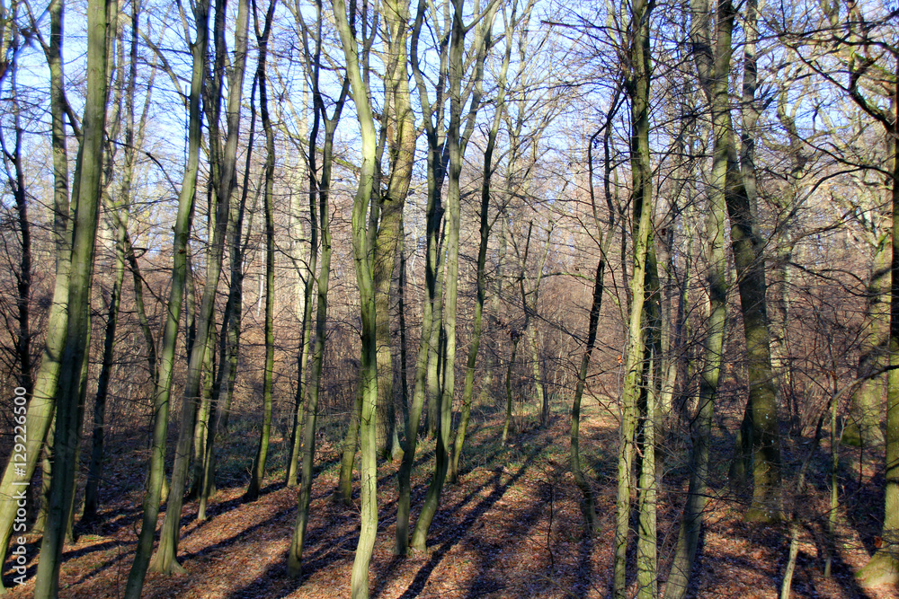 Obraz premium Wandern im WienerWald