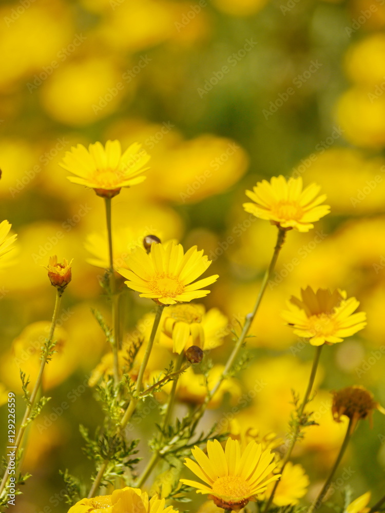 lot of yellow flowers on meadow 
