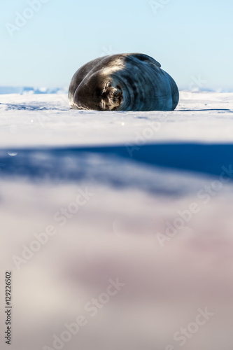 Young Weddell seal (Leptonychotes weddellii) taking a nap on ice photo