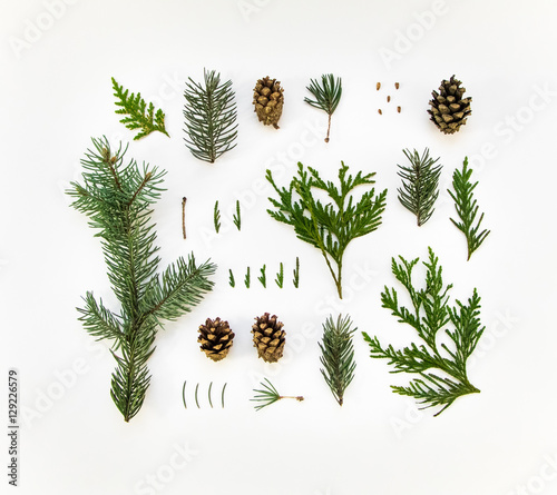 Creative natural layout of winter plants on white background. Flat lay, top view