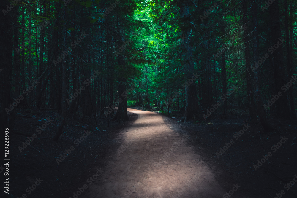 Obraz premium Dark forest trail.