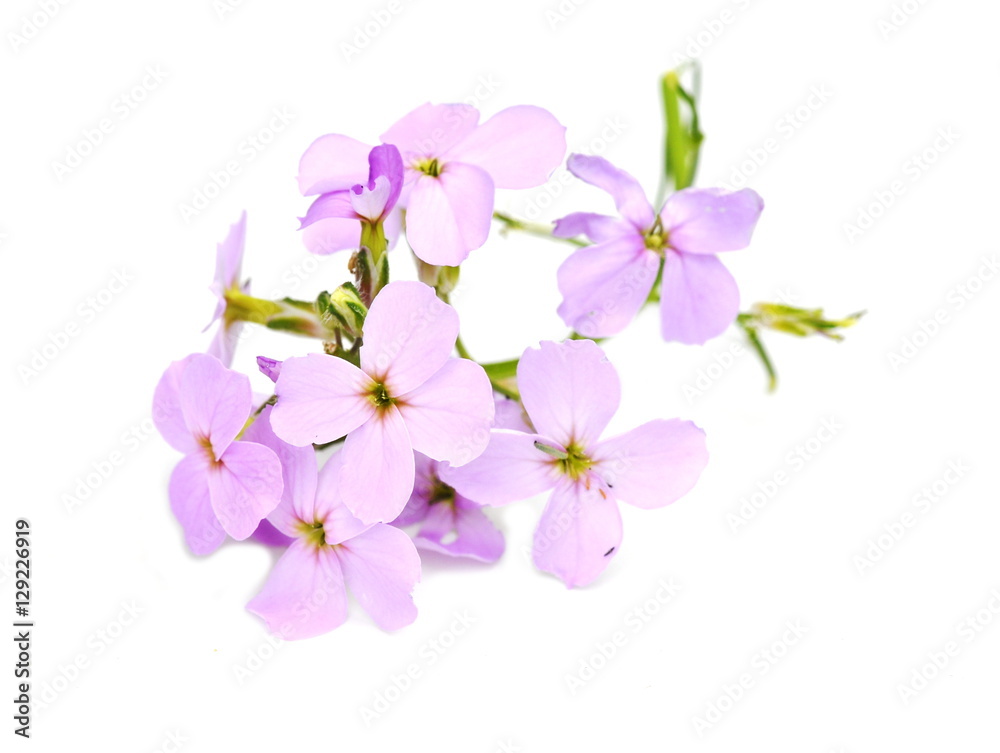Fototapeta premium Violet gilliflower Hesperis matrionalis isolated on white background