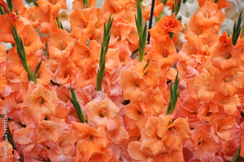 Fotografering Big bouquet of orange gladiolus flowers