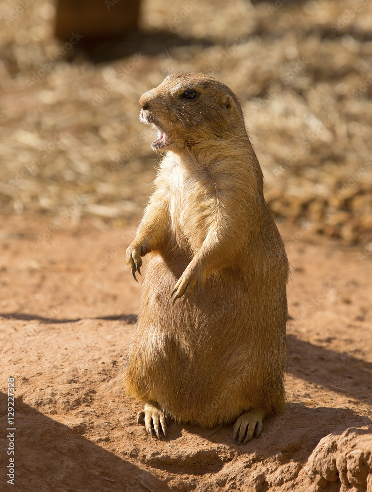 Alert prairie dog - South Dakota Alert prairie dog - South Dakota