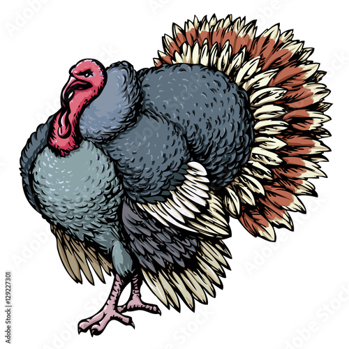 Turkey. Vector drawing