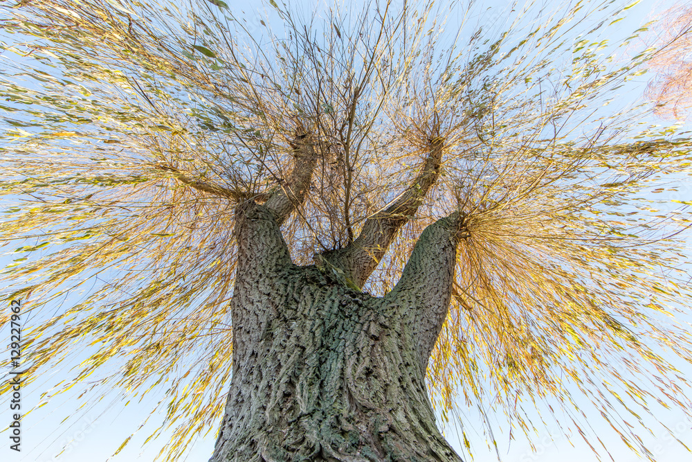 weide im winter StockFoto Adobe Stock