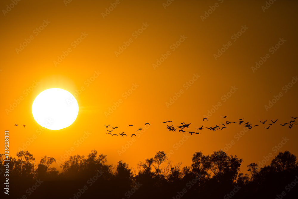 Sonnenuntergang mit Vogelzug