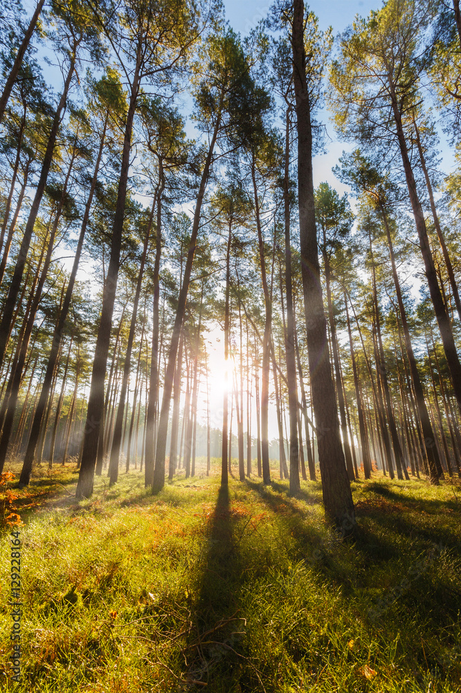 Fototapeta premium forest with sunlight