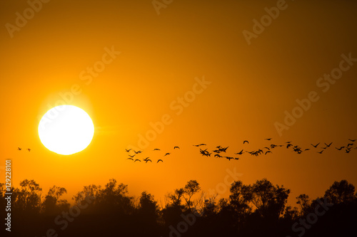 Sonnenuntergang mit Vogelzug © Burghard