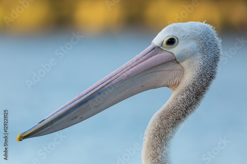 Pelikan Portrait