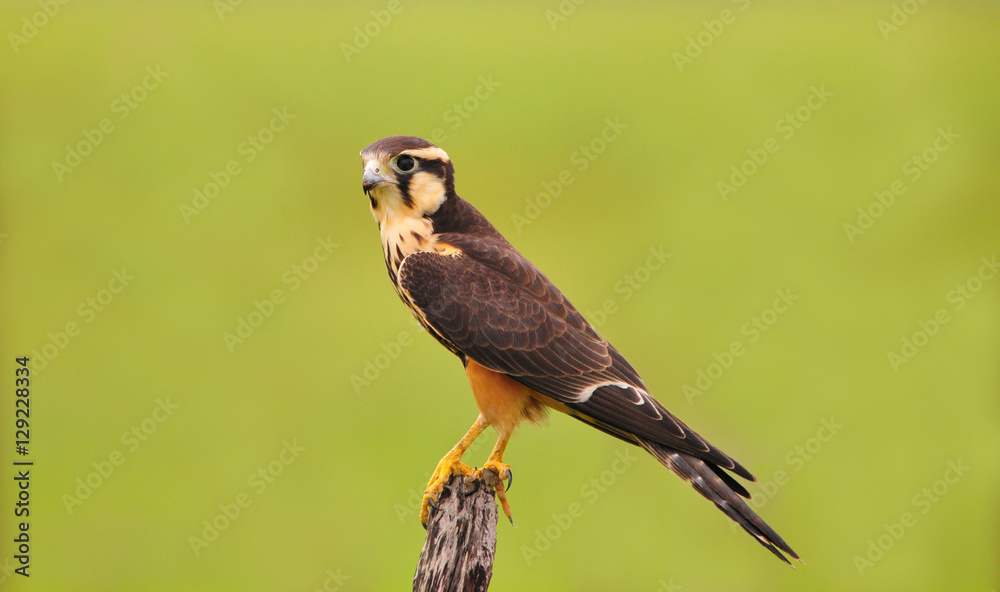 Fototapeta premium Aplomado Falcon