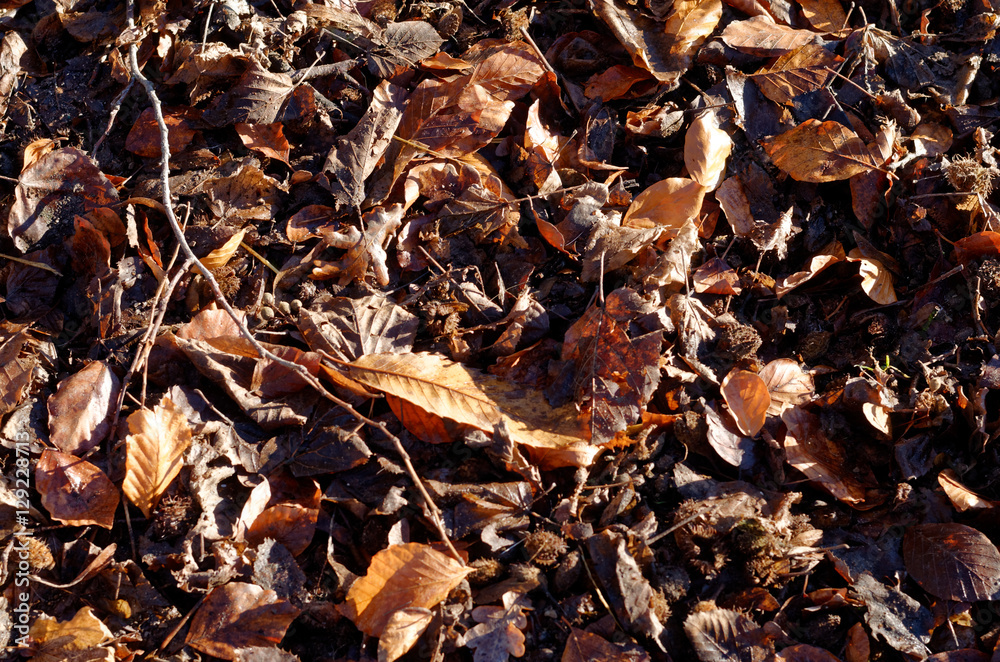Foliage on the forest floor