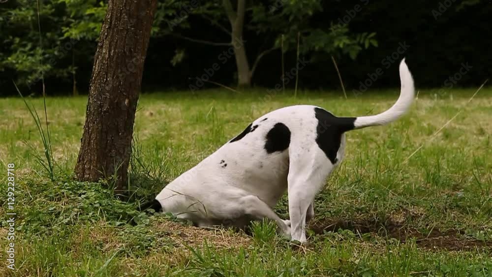 Slow motion of a dog digging a hole in the ground Slow motion of a dog digging a hole in the ground