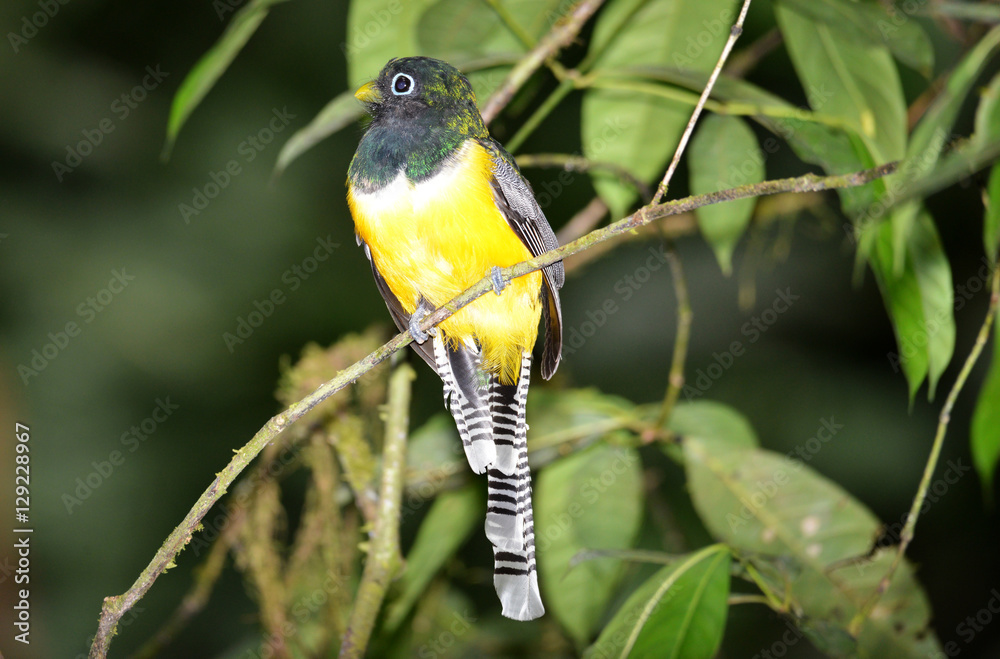 Fototapeta premium Black-throated Trogon