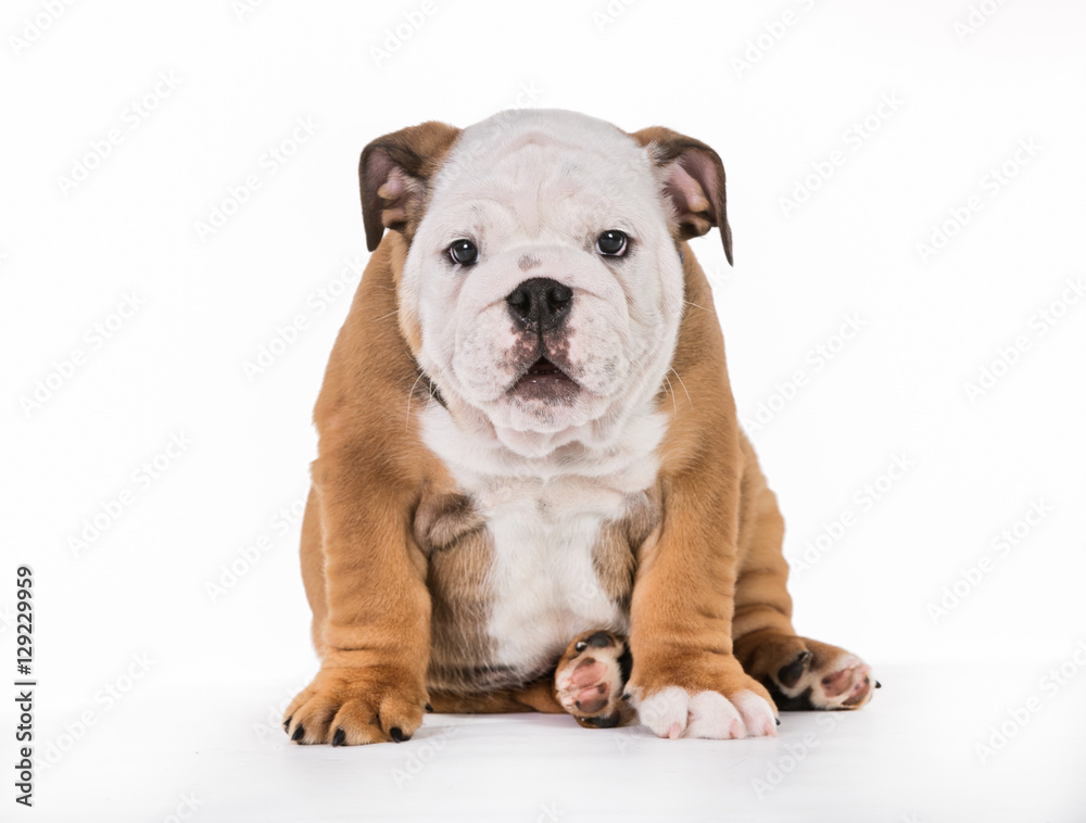 Brown And White Mops Dog