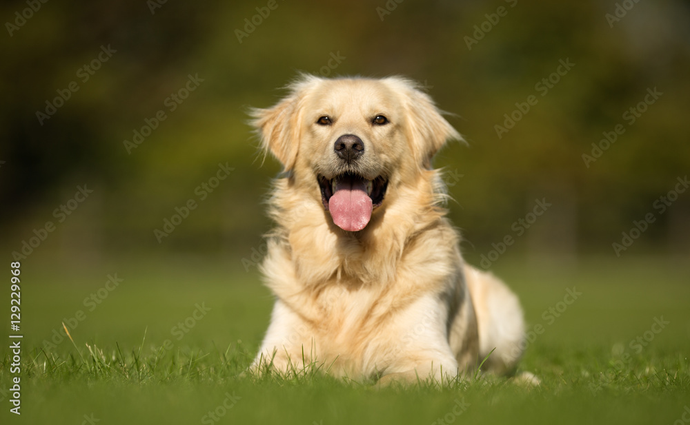 Golden Retriever Dog