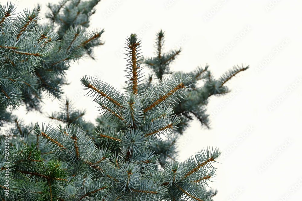 Blue spruce twigs over white background (Picea pungens) Blue spruce twigs over white background (Picea pungens)