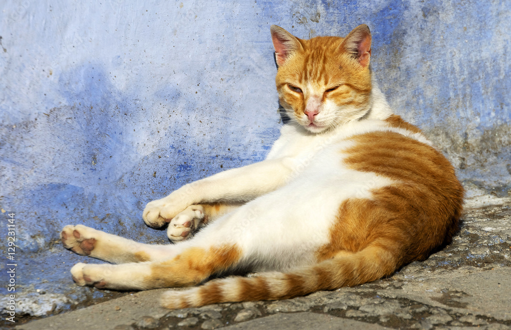 Cats in the Old Medina of Chefchaouen, Morocco, Africa Cats in the Old Medina of Chefchaouen, Morocco, Africa