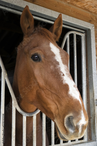 Horse stable