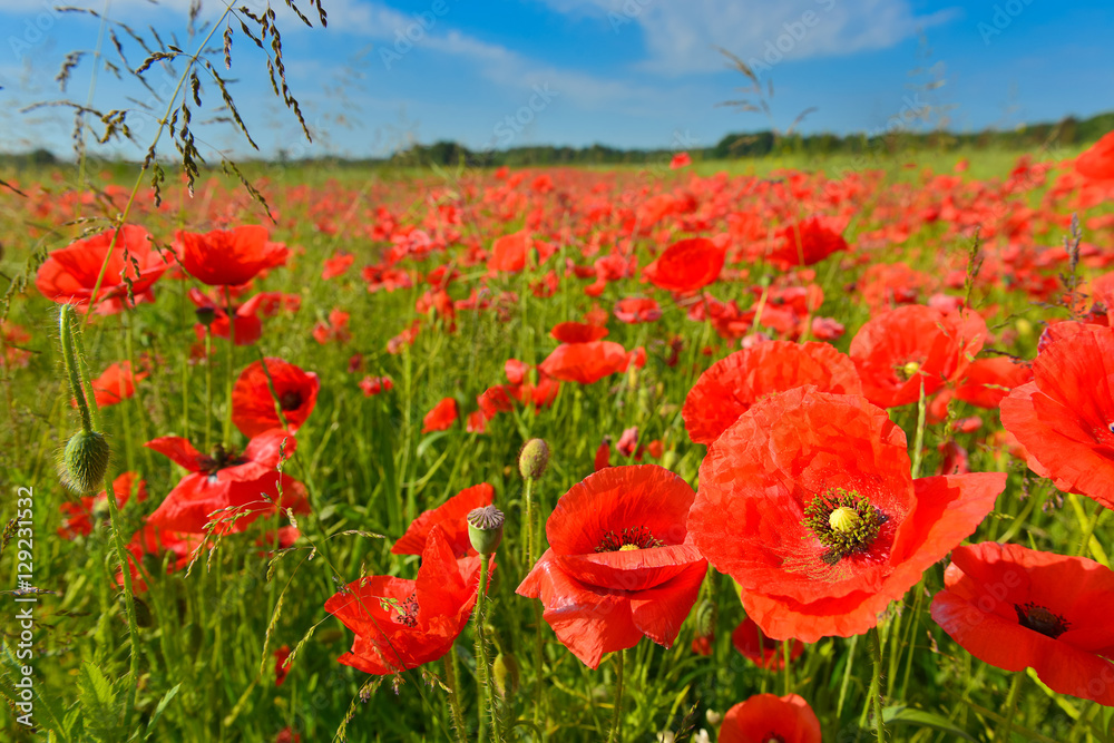 Poppy field in summer countryside Poppy field in summer countryside