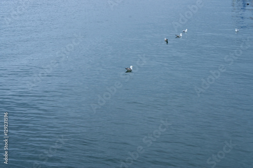 Wasservögel auf einem See