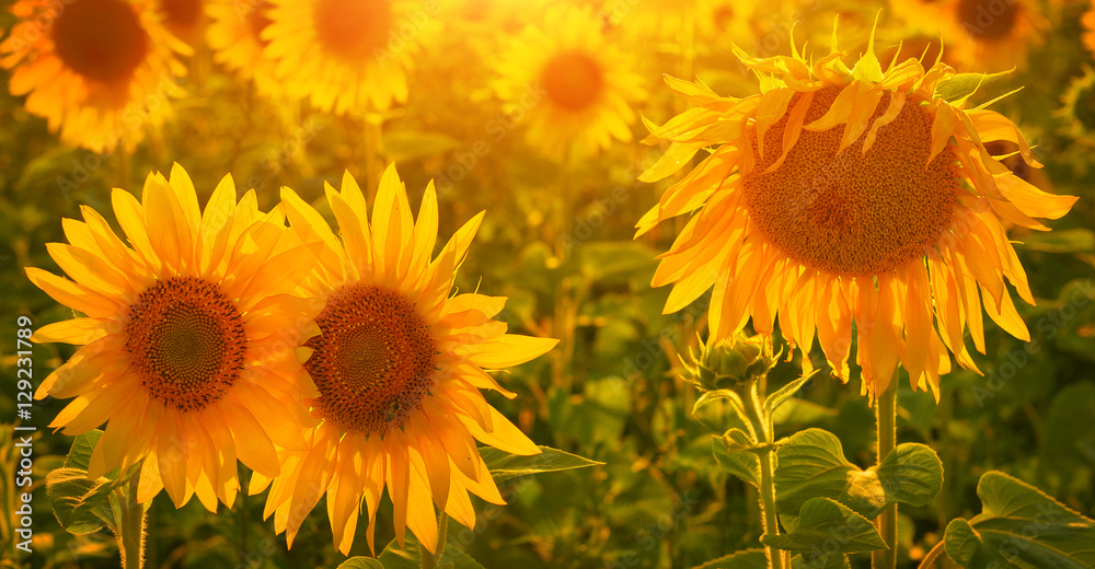 Obraz premium Sunflowers