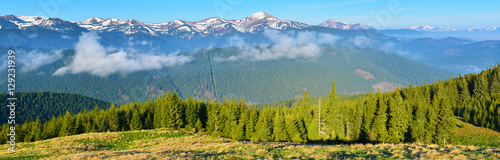 Panoramic view of spring forest in the morning