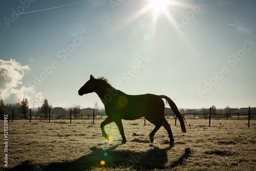 Pferd trabt vor der Sonne © Nadine Haase