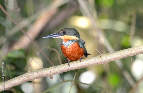 green-and-rufous kingfisher (Chloroceryle inda)