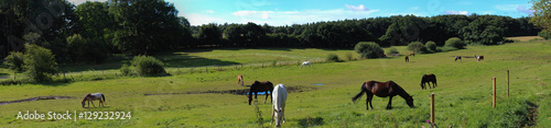 Freizeitsport Pferde - Panorama einer Pferdekoppel photo