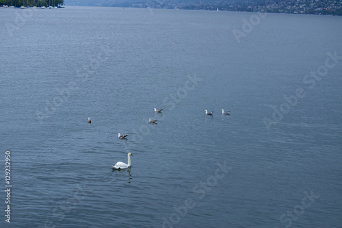 Wasservögel auf einem See