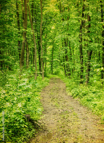 Forest background