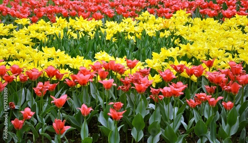 tulips © Hanna
