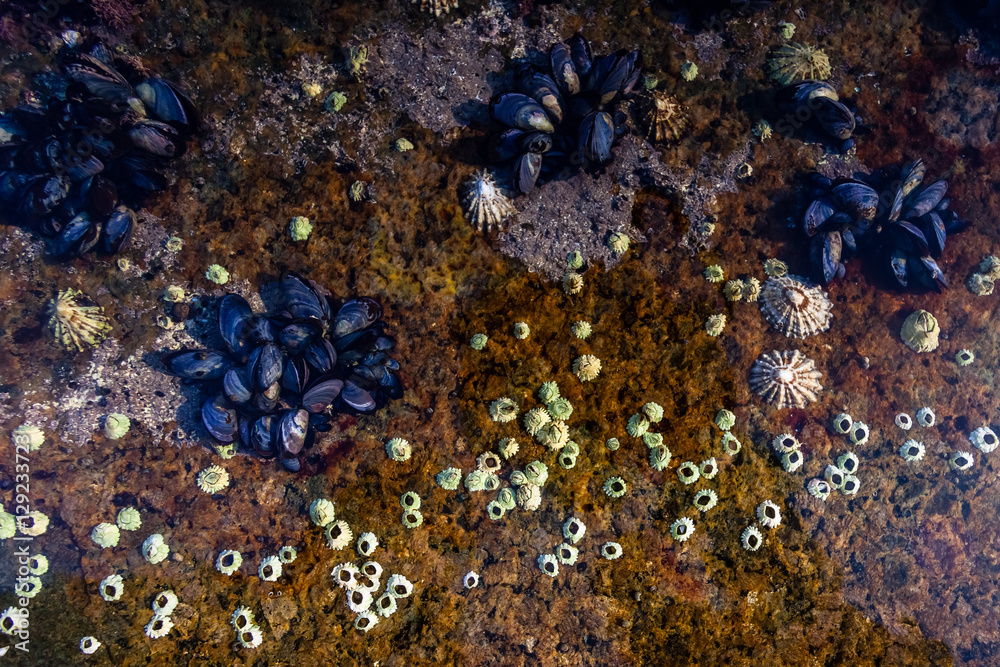 Fototapeta premium Sealife in tidal rock pool