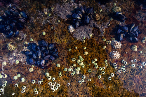 Sealife in tidal rock pool photo