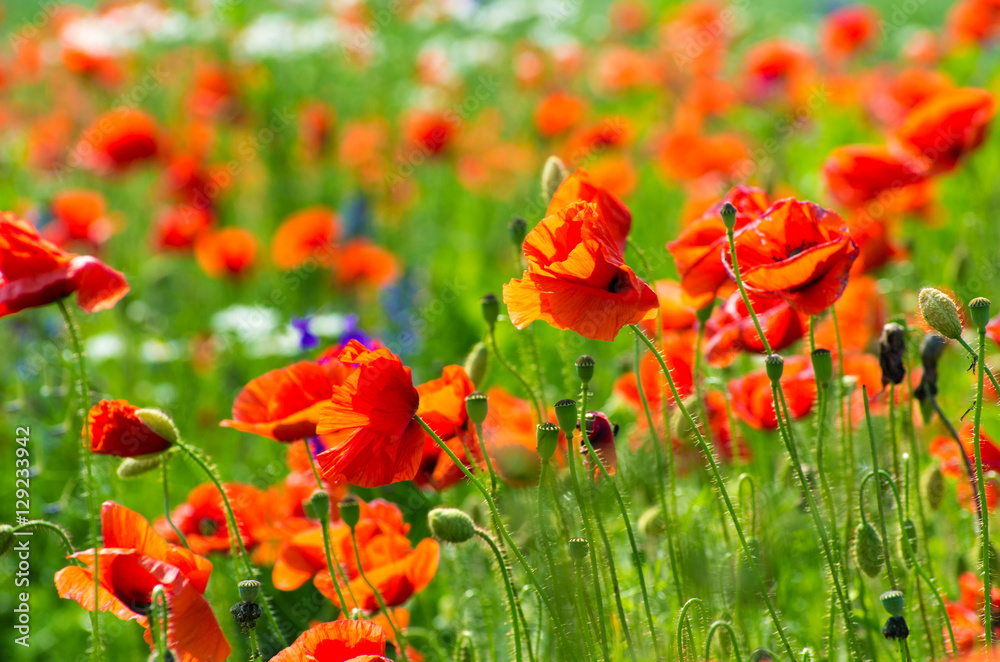Naklejka premium meadow with wild poppies