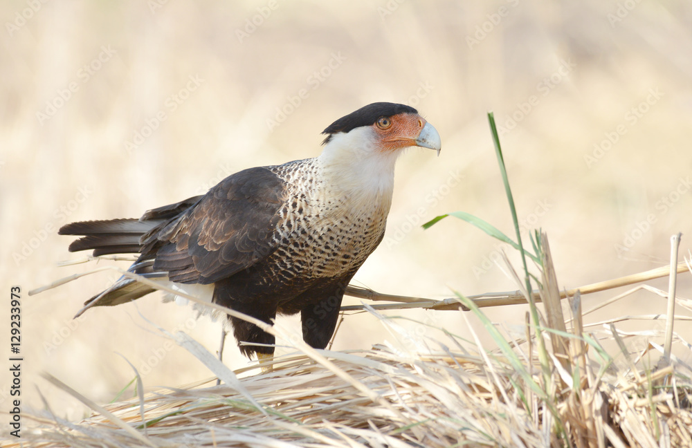Obraz premium Northern Crested Caracara (Caracara cheriway),