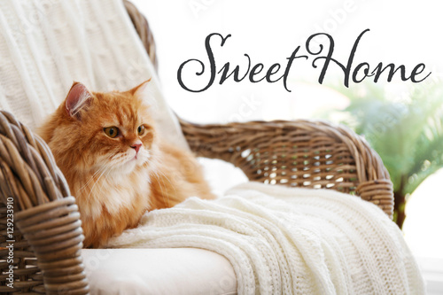 Cute cat lying on wicker ar...