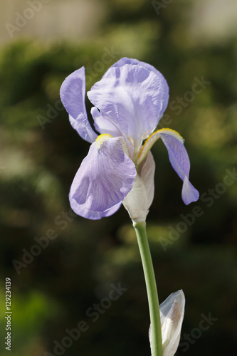 Fototapeta Naklejka Na Ścianę i Meble -  Iris